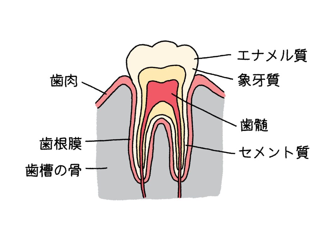 歯と歯を支える組織の構造